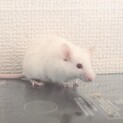 ハツカネズミ（白）♀