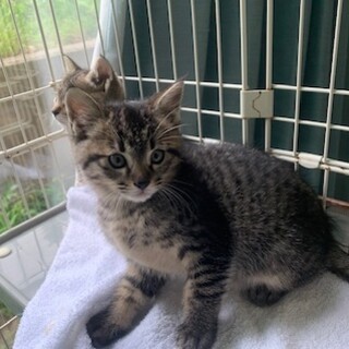 可愛い人懐こいキジトラ ドラケン君4ヶ月