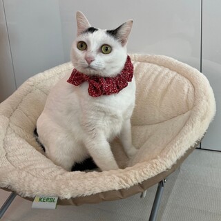 まゆちゃん  おめめまん丸でお膝大好きな女の子 