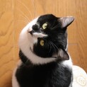 ツンデレママさん みたらしちゃん【飛騨】