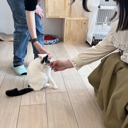 保護猫譲渡会 サムネイル2
