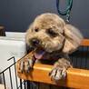 トリミング後です