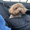 車も乗りこなせるよ