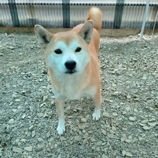 柴　元気いっぱい女の子　推定7歳