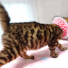 純血ベンガル♪なれなれ♪アイちゃん ３ヵ月 サムネイル5
