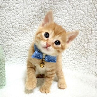 【5/21東銀座】翔くん★1ヵ月半