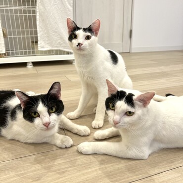 なんとも可愛らしい猫トライアングルでした♪