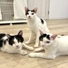 なんとも可愛らしい猫トライアングルでした♪