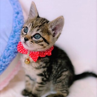 【5/21東銀座】和くん★1ヵ月半