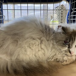 名古屋市緑区猫の譲渡会