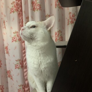 茶白のおじいちゃん『もも』