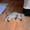 シャム風瞳がシルバーブルーの『みーちゃん』 サムネイル2