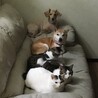 ムーコ。
