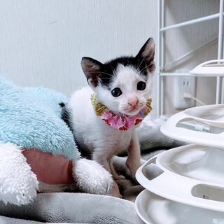 リアルちいかわ「ハチワレ」ちゃん♡