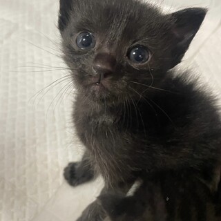 里親決定。黒猫チョコンちゃん♀1ヶ月半
