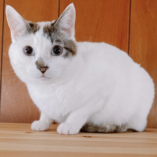 穏やかな性格で好奇心旺盛なドレミちゃん