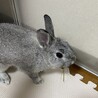 急募！ウサギ里親募集中 サムネイル2