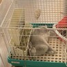 急募！ウサギ里親募集中 サムネイル4