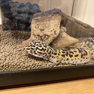 レオパ　推定4歳