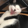 ぴかつ
