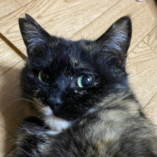 (トライアル決定)大人しいサビ猫さん♡約4歳♪