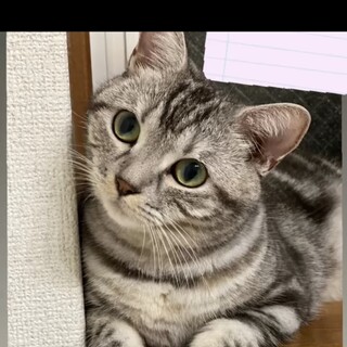 猫の里親募集。アメリカンショートヘア