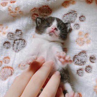 元気いっぱいな女の子！ちびちゃん