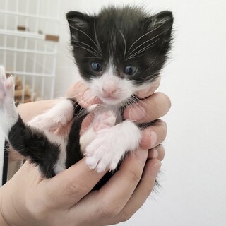 甘えんぼ男子♪とろ君