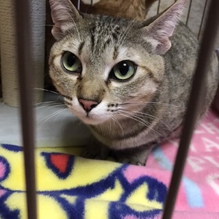 家族に迎えて入れ下さる方、いらっしゃいませんか。