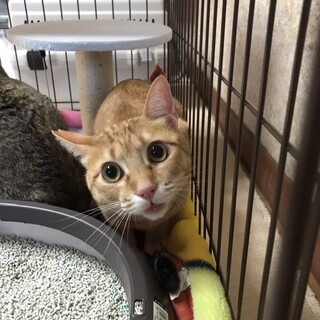 新しい家族として向かい入れて頂ければ幸いです！