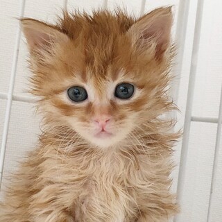 ふわふわな魅力♡うに君