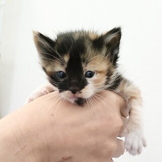 しっかり者のいくらちゃん♪