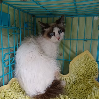 ラグ混の女の子