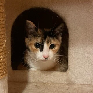 アタシ甘えたいの♡あま美ちゃん 7ヶ月くらい