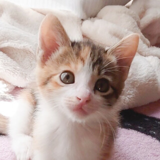 募集停止甘えん坊三毛女子♥あんみつ