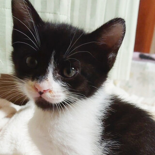 穏やかな性格で甘えん坊黒白女子♥だんご