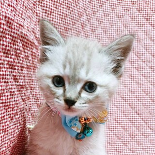 ブルーアイ♂グレー2ヶ月位☆ルーシー君