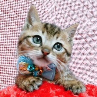 魅力柄、2か月位♂美形アポロ君