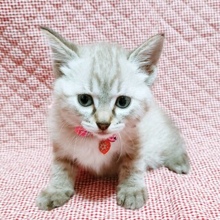 グレー♀2ヶ月位☆美形ルナちゃん