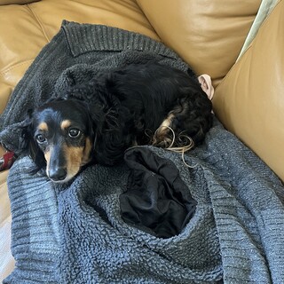 カニヘンダックス