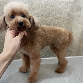 他犬舎の女の子の里親様募集