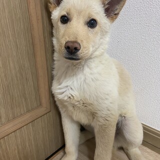 かなり性格良い子です✴︎4ヶ月家族募集中