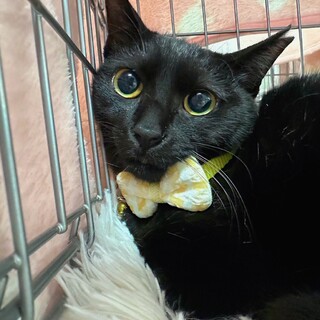 7/2西千葉ෆ⃛ルンバ乗りますෆ⃛くろちゃん