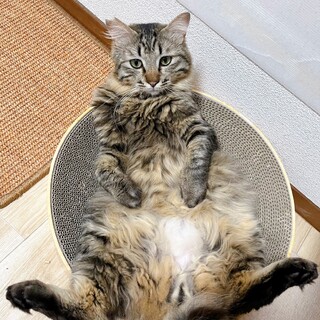 5/28稲毛海岸ෆ⃛人も猫も大好きෆ⃛モコくん