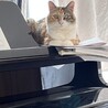 の写真