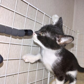 甘えん坊で寝る際は添い寝しにやってきます。