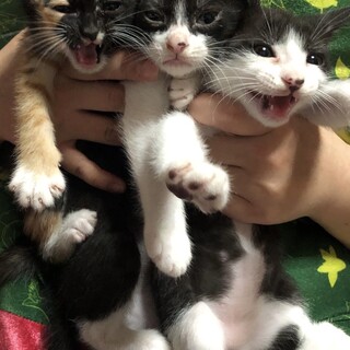 １ヶ月半の可愛い子猫です！