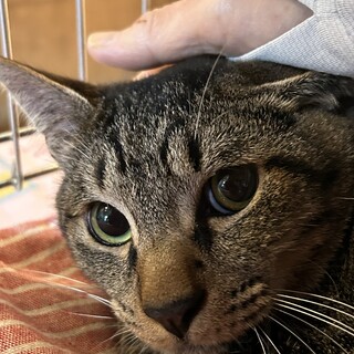 3歳11ヶ月　キジ猫　おっとりした　でんくん