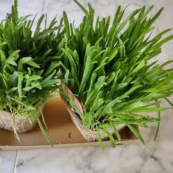 「トラビス保護日記29 体調安定」サムネイル3