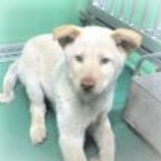 5-6-024◆可愛い子犬◆家族に迎えませんか？